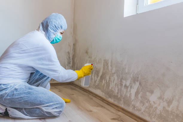 Licensed Black Mold Removal service in Summerhill, PA - WQB Mold Removal