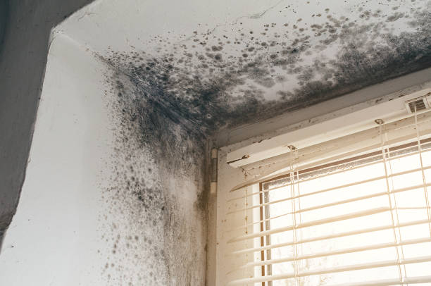 Affordable Black Mold Removal solutions in Summerhill, PA