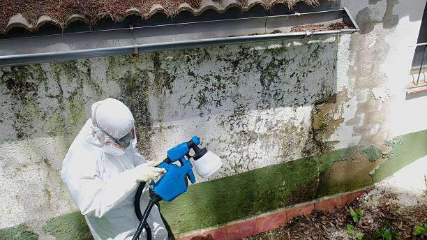 Top rated local Black Mold Removal specialists in Summerhill, PA
